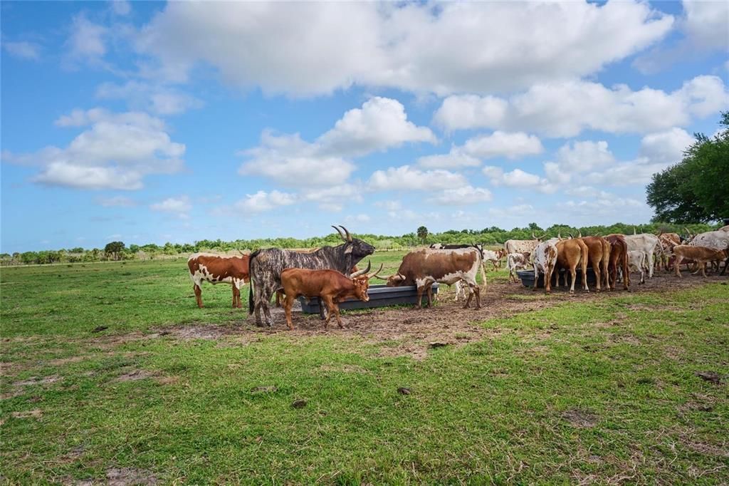 На продажу: $175,000 (0.06 acres)