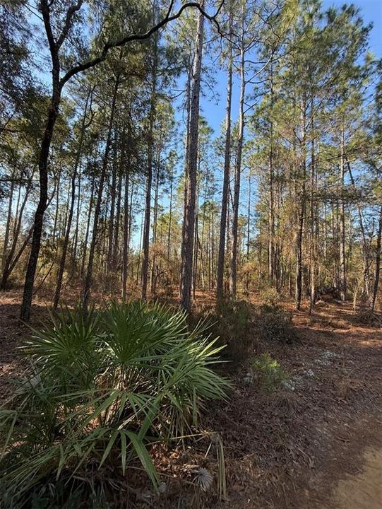 For Sale: $15,000 (0.31 acres)