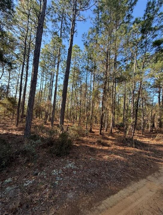 For Sale: $15,000 (0.31 acres)