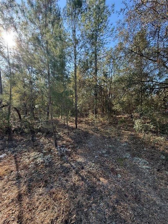 For Sale: $15,000 (0.31 acres)