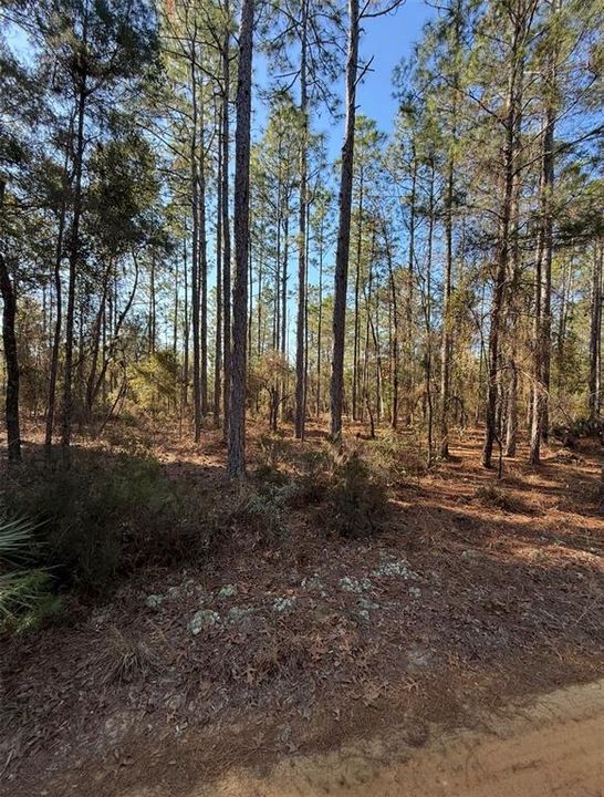For Sale: $15,000 (0.31 acres)