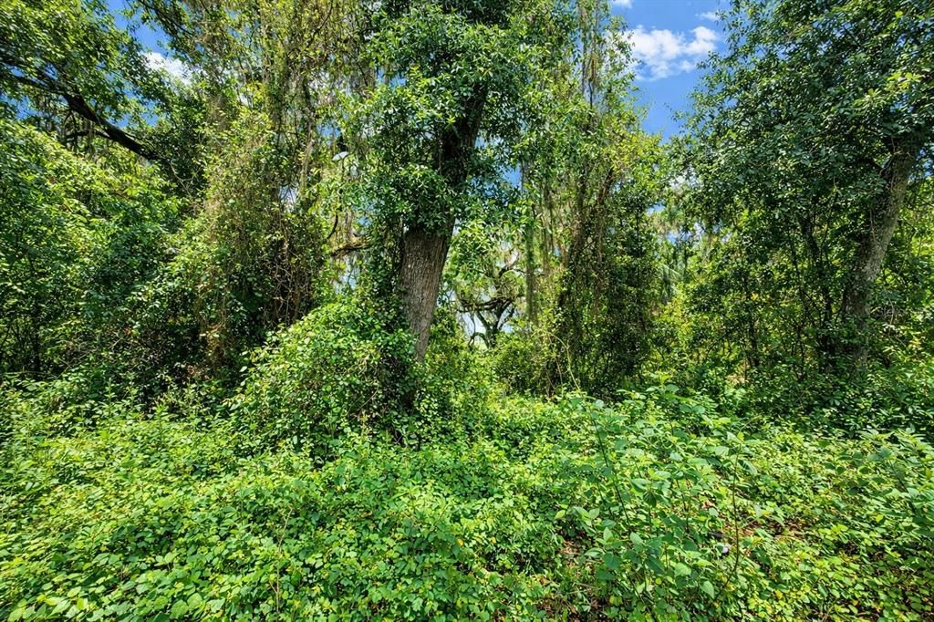For Sale: $99,900 (3.03 acres)