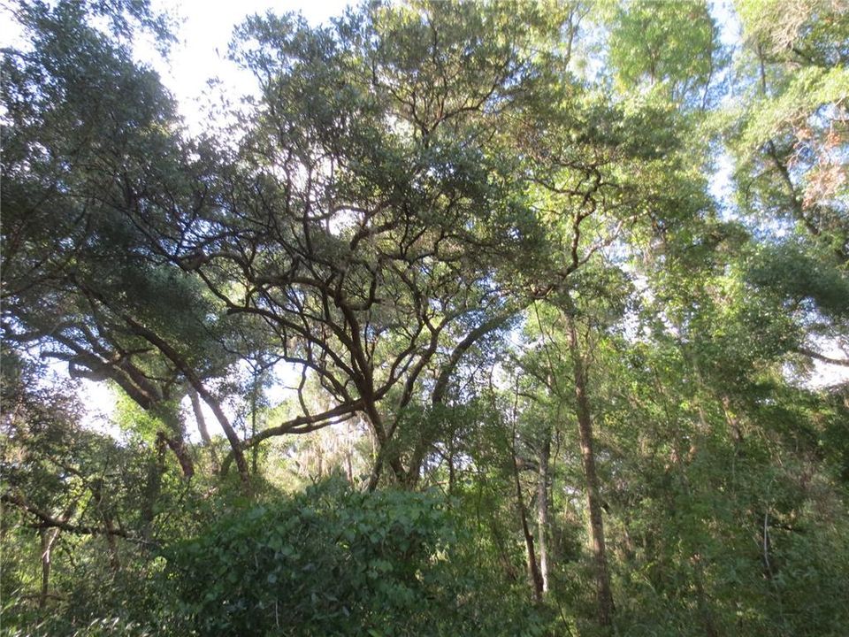 For Sale: $59,000 (7.27 acres)