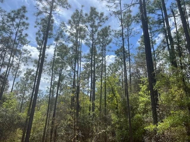 En Venta: $84,900 (2.15 acres)