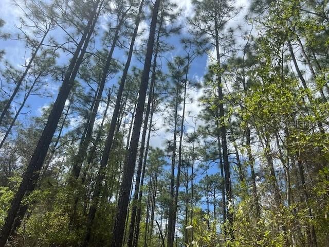 En Venta: $84,900 (2.15 acres)