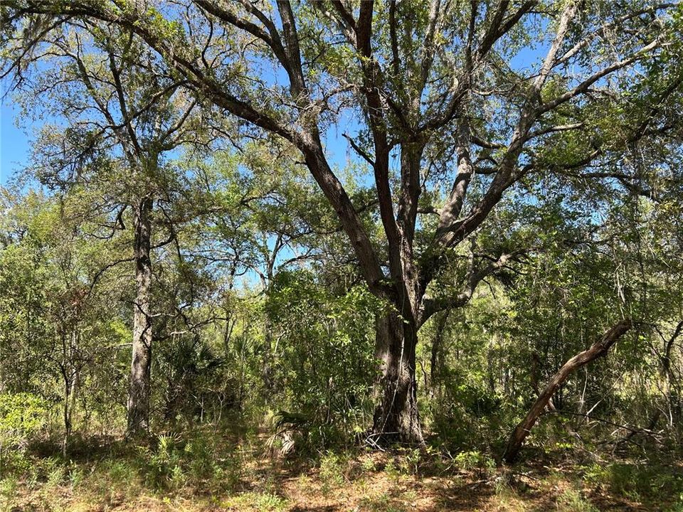 For Sale: $29,900 (1.25 acres)
