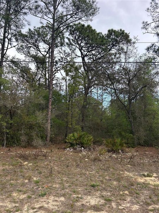 For Sale: $25,000 (0.26 acres)