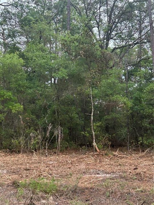待售: $25,000 (0.23 acres)