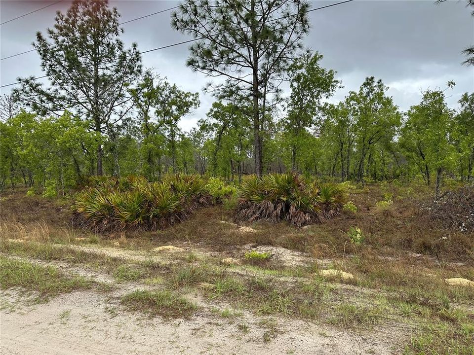 Active With Contract: $55,000 (1.16 acres)