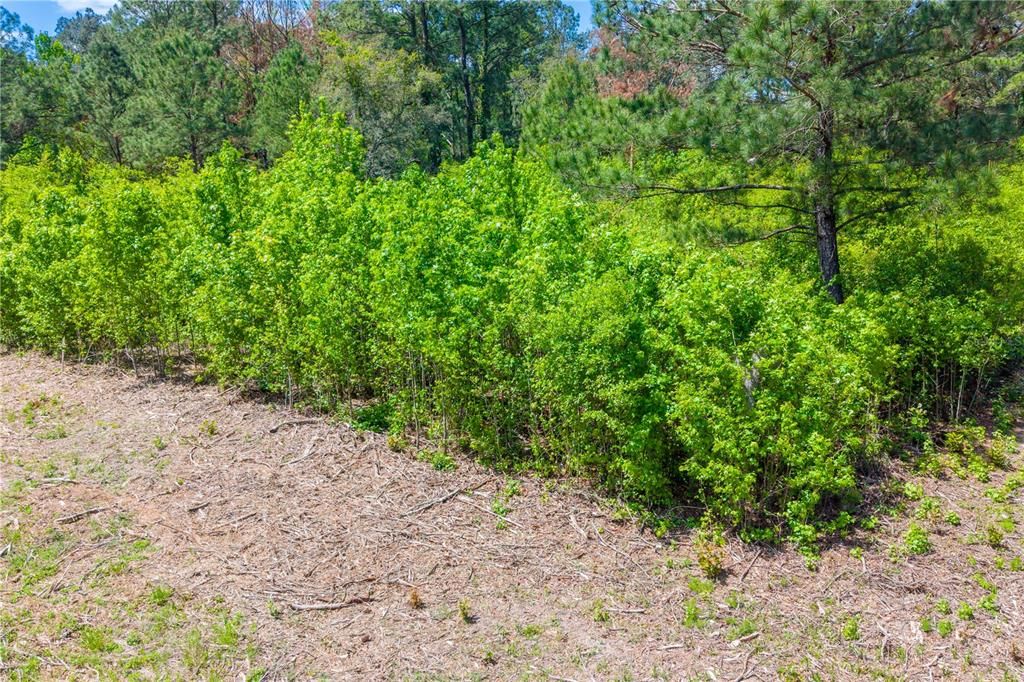 En Venta: $52,000 (1.15 acres)