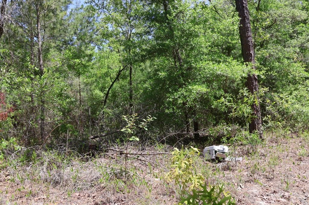 На продажу: $29,000 (1.25 acres)