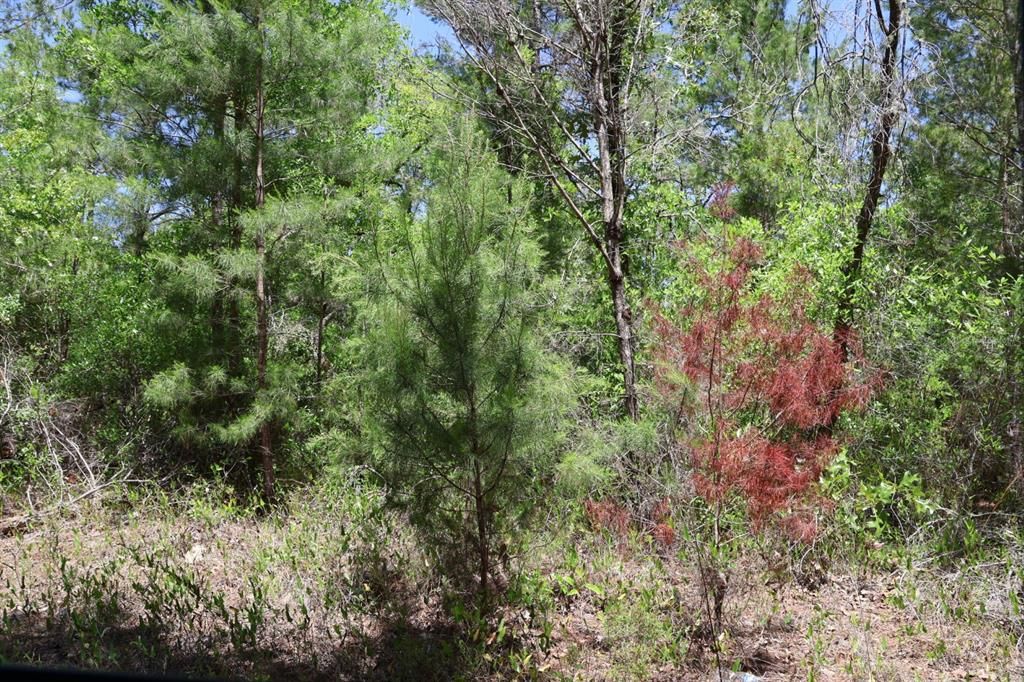 На продажу: $29,000 (1.25 acres)
