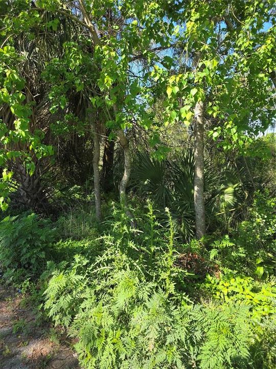 En Venta: $39,900 (0.24 acres)
