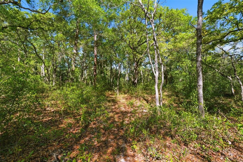 For Sale: $88,000 (1.35 acres)