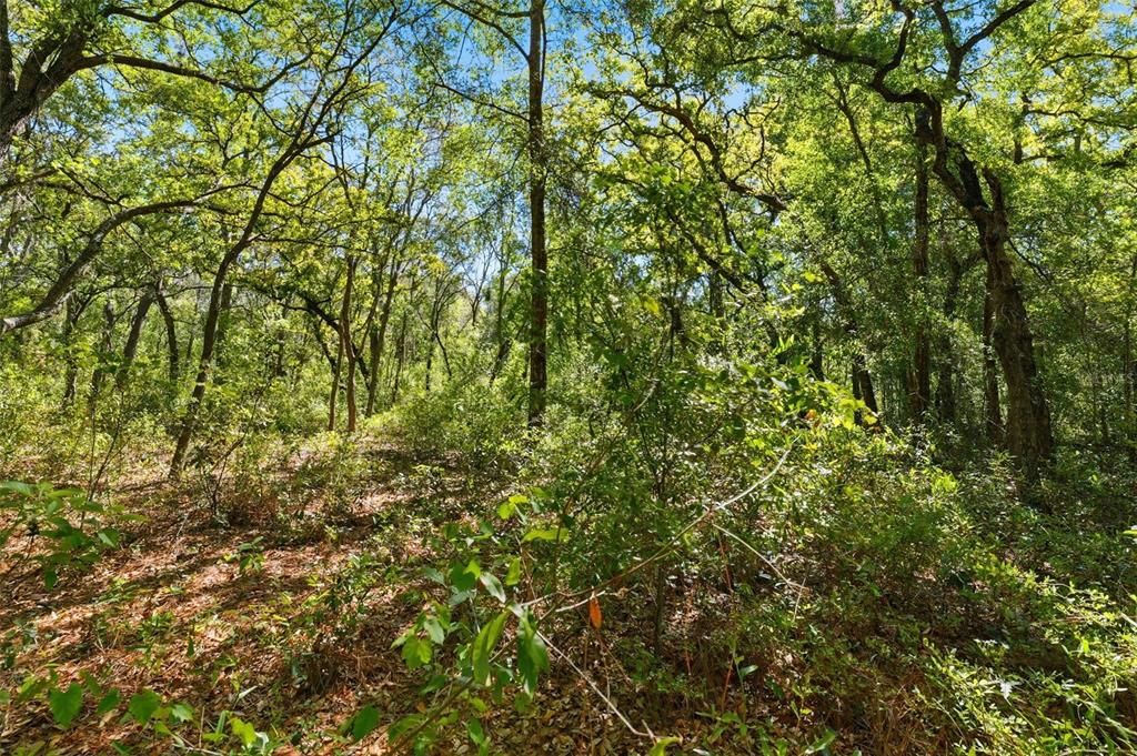 For Sale: $88,000 (1.35 acres)