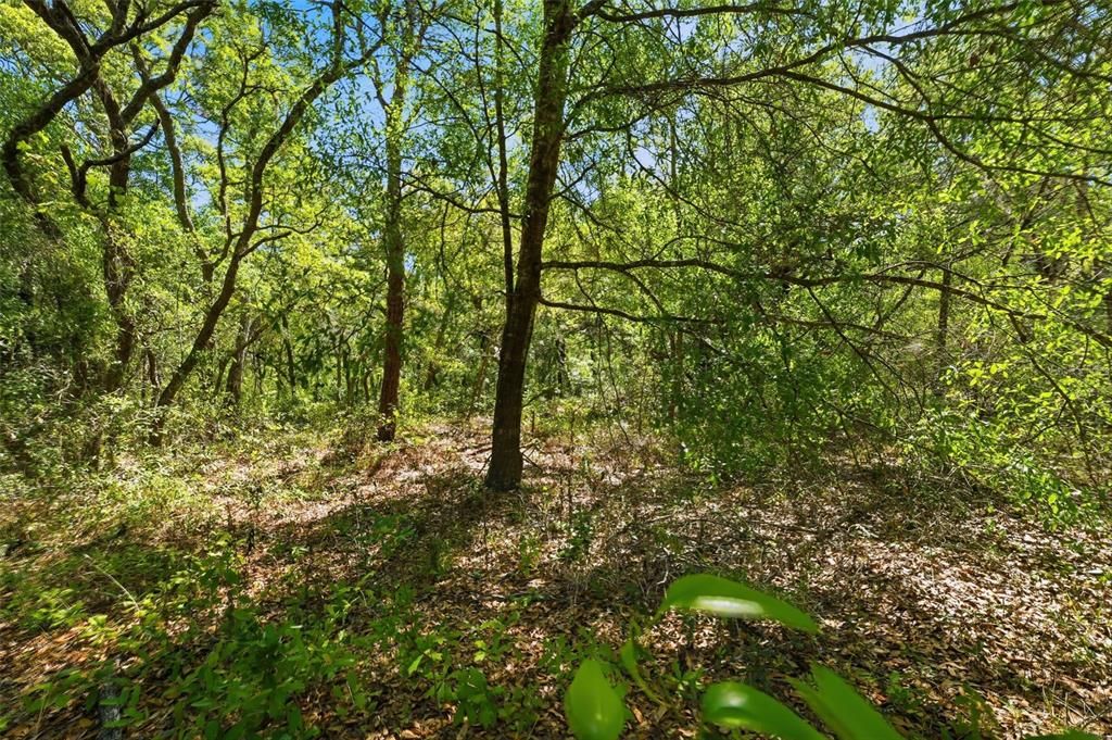For Sale: $88,000 (1.35 acres)