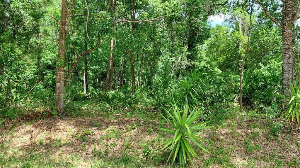 En Venta: $46,000 (0.96 acres)