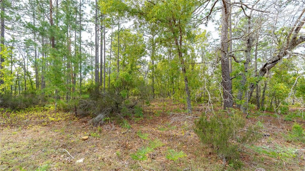 En Venta: $87,999 (5.00 acres)