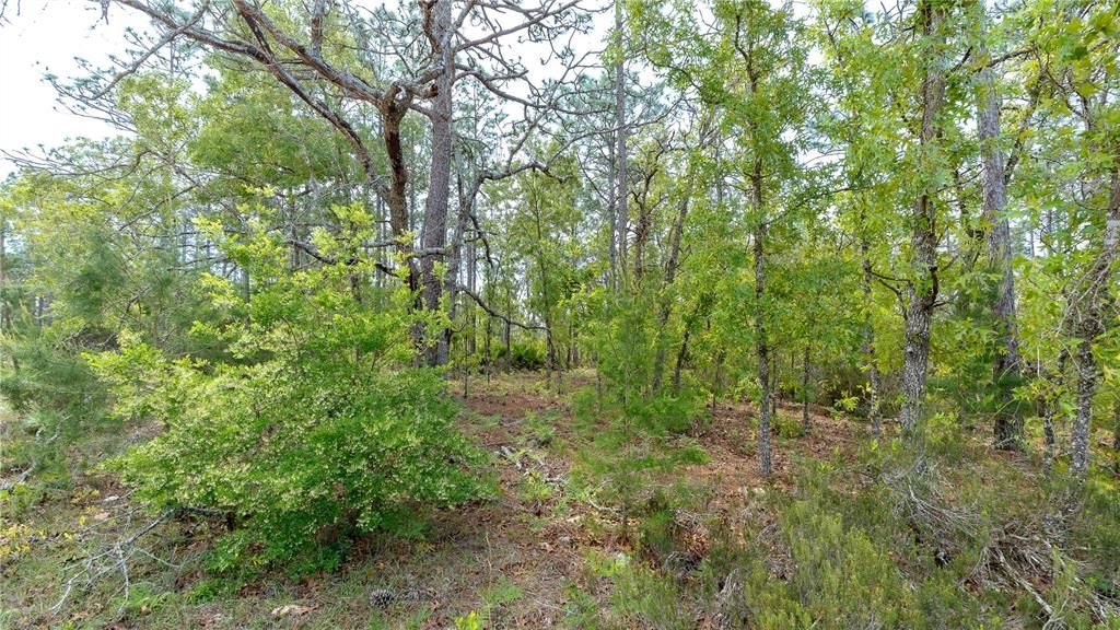 En Venta: $87,999 (5.00 acres)