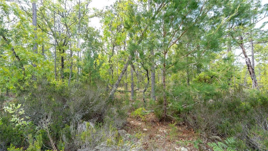 En Venta: $87,999 (5.00 acres)