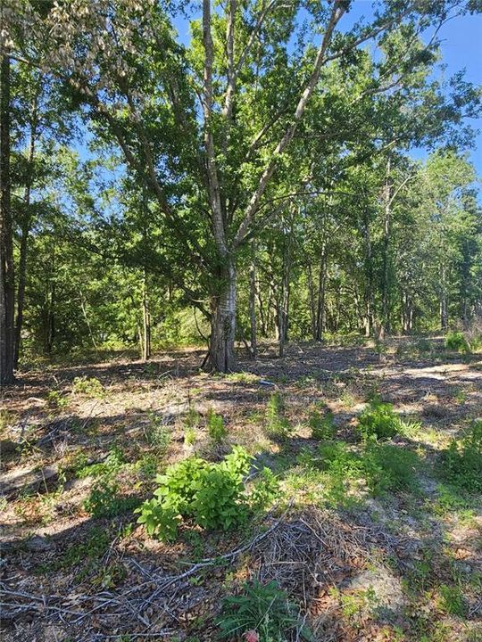 For Sale: $315,000 (10.00 acres)