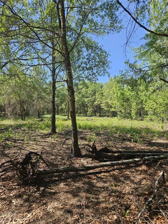 For Sale: $315,000 (10.00 acres)