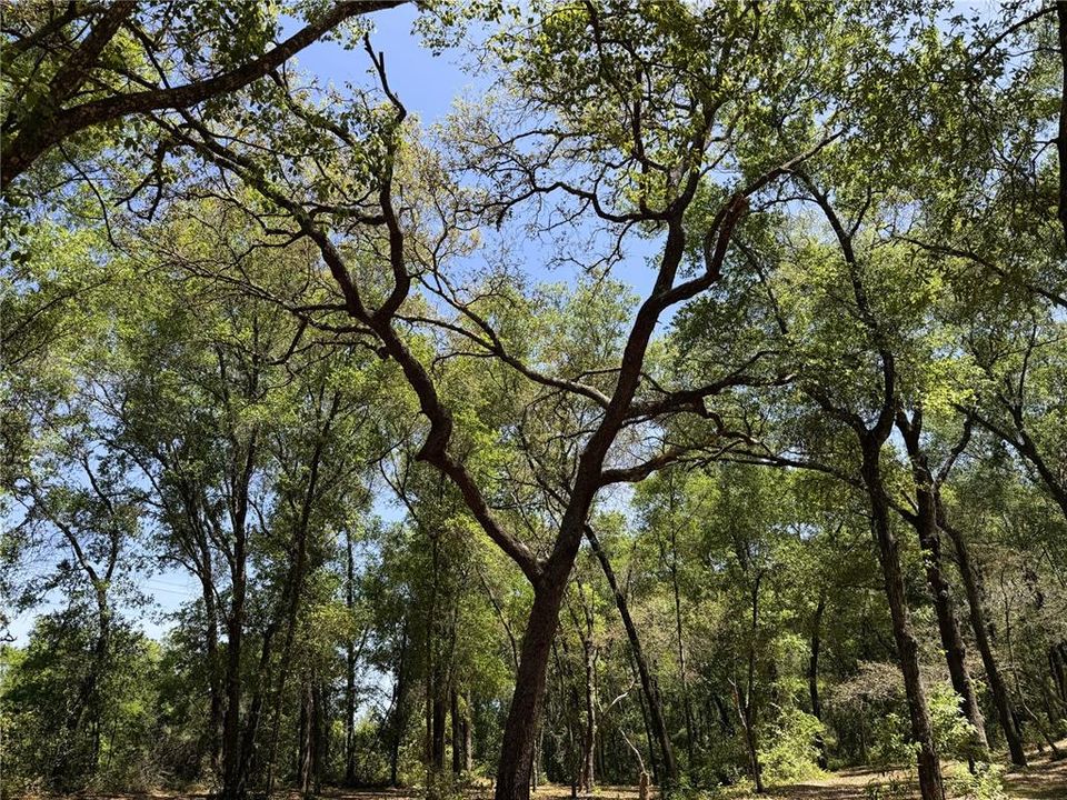 En Venta: $29,900 (0.64 acres)