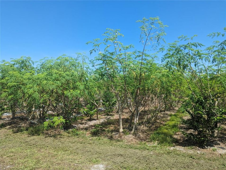 En Venta: $439,000 (5.00 acres)