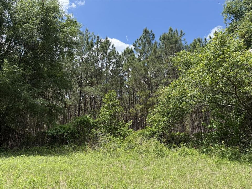 For Sale: $260,000 (16.32 acres)