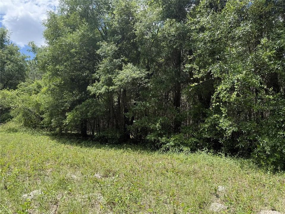 For Sale: $260,000 (16.32 acres)