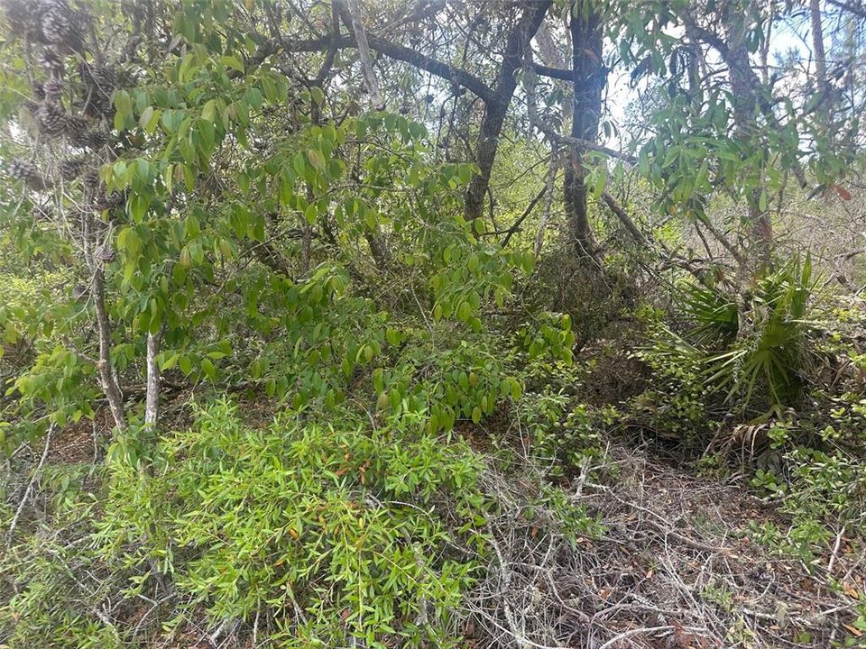 待售: $52,500 (0.29 acres)