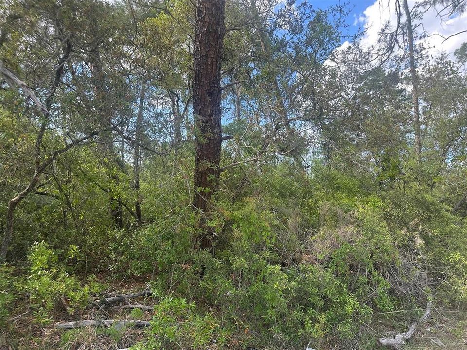 待售: $52,500 (0.29 acres)