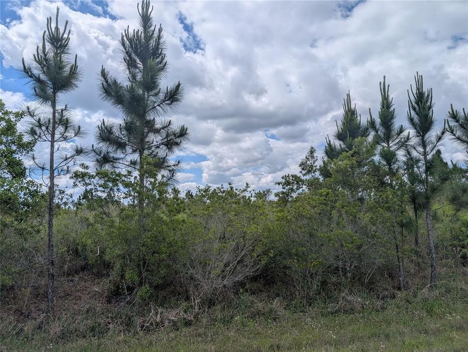 For Sale: $55,000 (3.13 acres)
