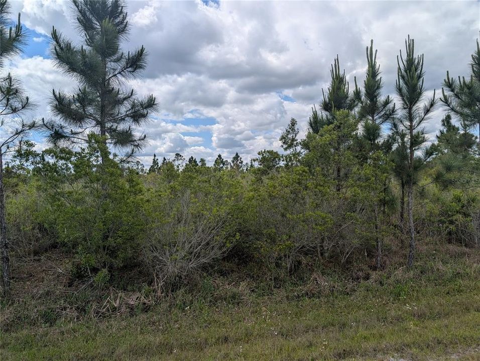For Sale: $55,000 (3.13 acres)