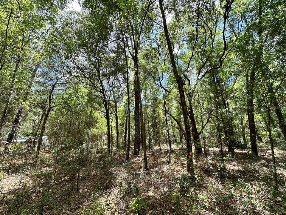 For Sale: $23,000 (1.00 acres)