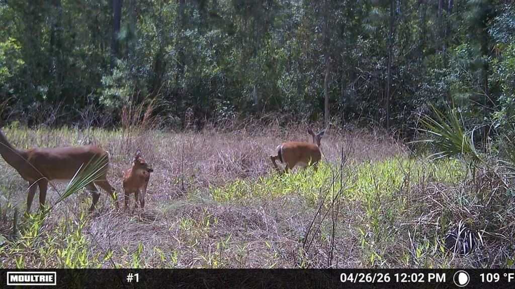 For Sale: $499,000 (15.00 acres)