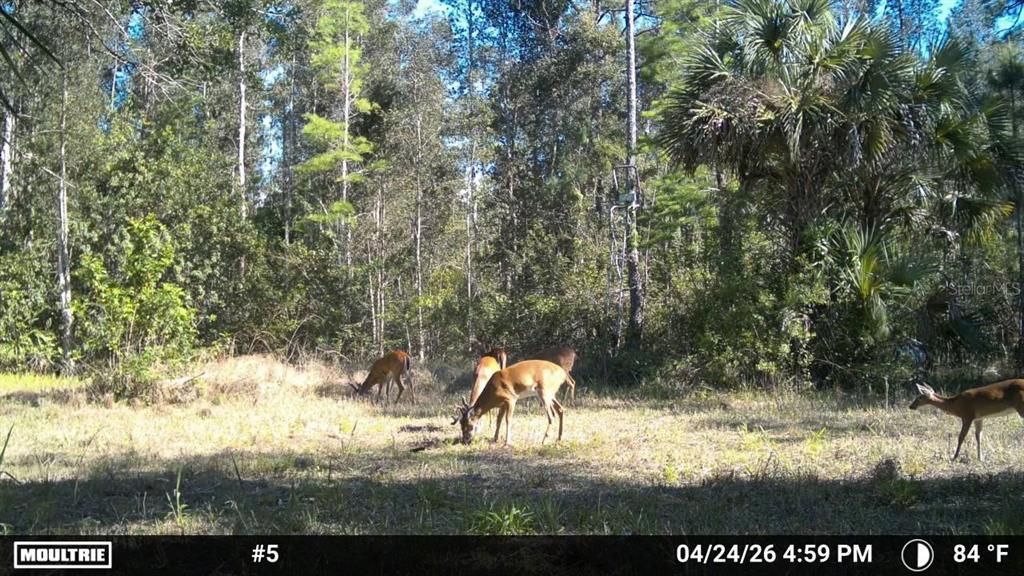 For Sale: $499,000 (15.00 acres)