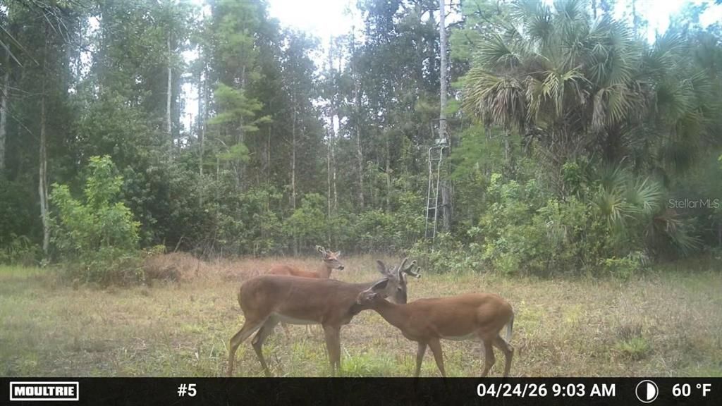 For Sale: $499,000 (15.00 acres)