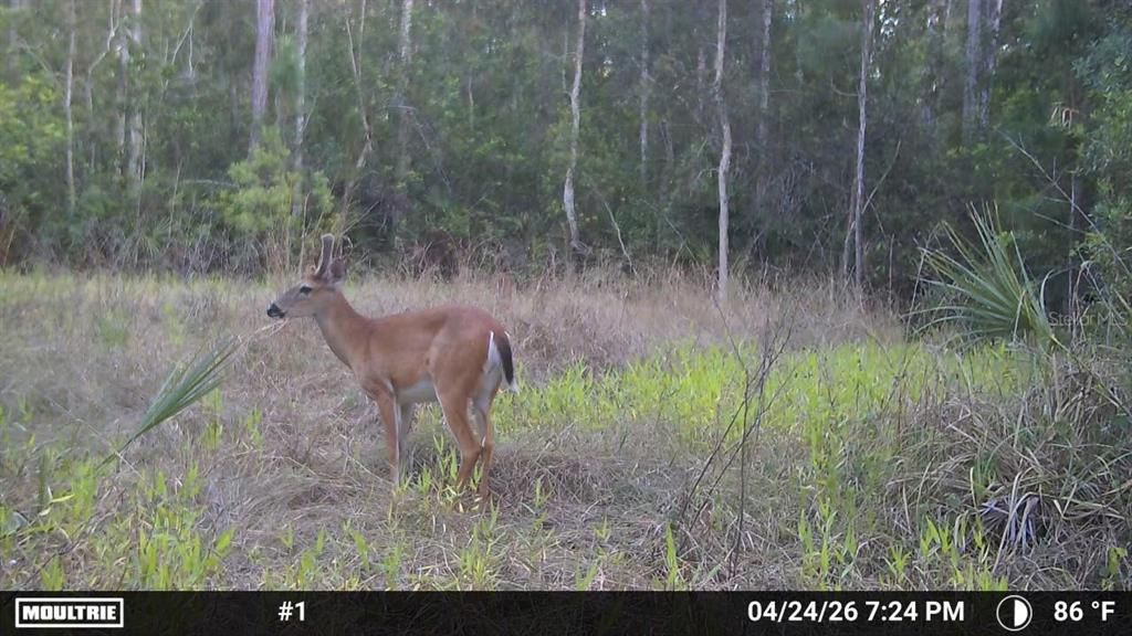 For Sale: $499,000 (15.00 acres)