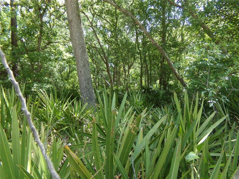 待售: $38,500 (1.17 acres)