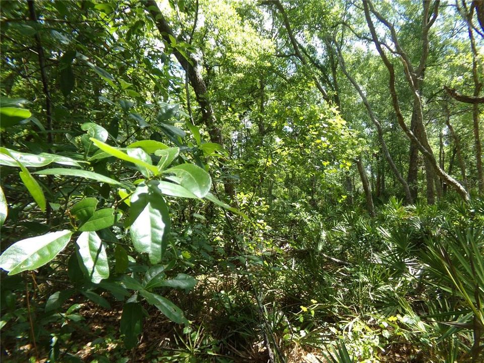 待售: $38,500 (1.17 acres)