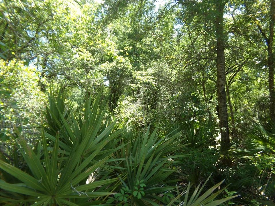 For Sale: $18,500 (0.34 acres)
