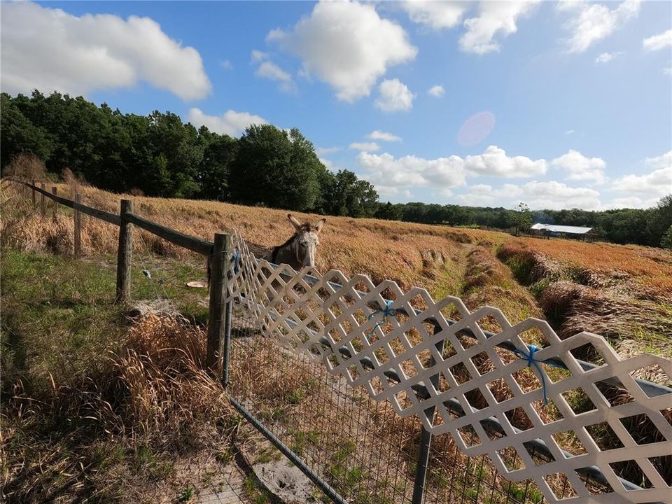 En Venta: $850,000 (11.81 acres)