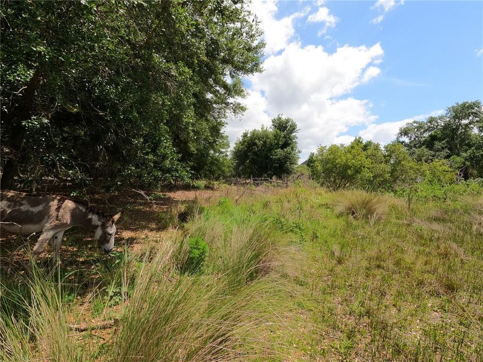 En Venta: $850,000 (11.81 acres)