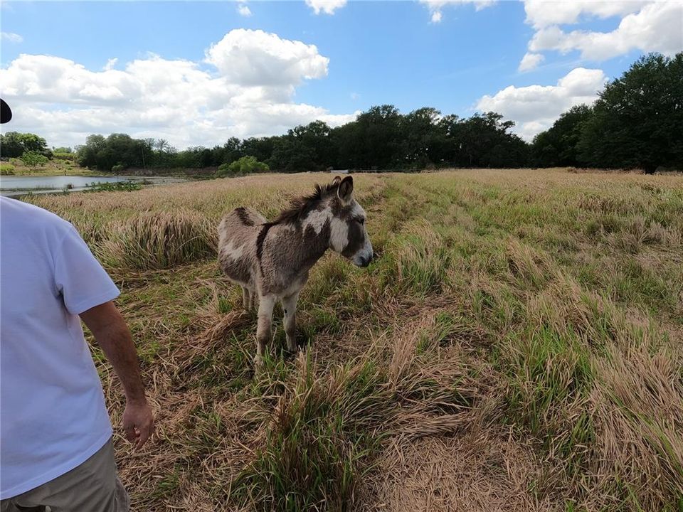 En Venta: $850,000 (11.81 acres)