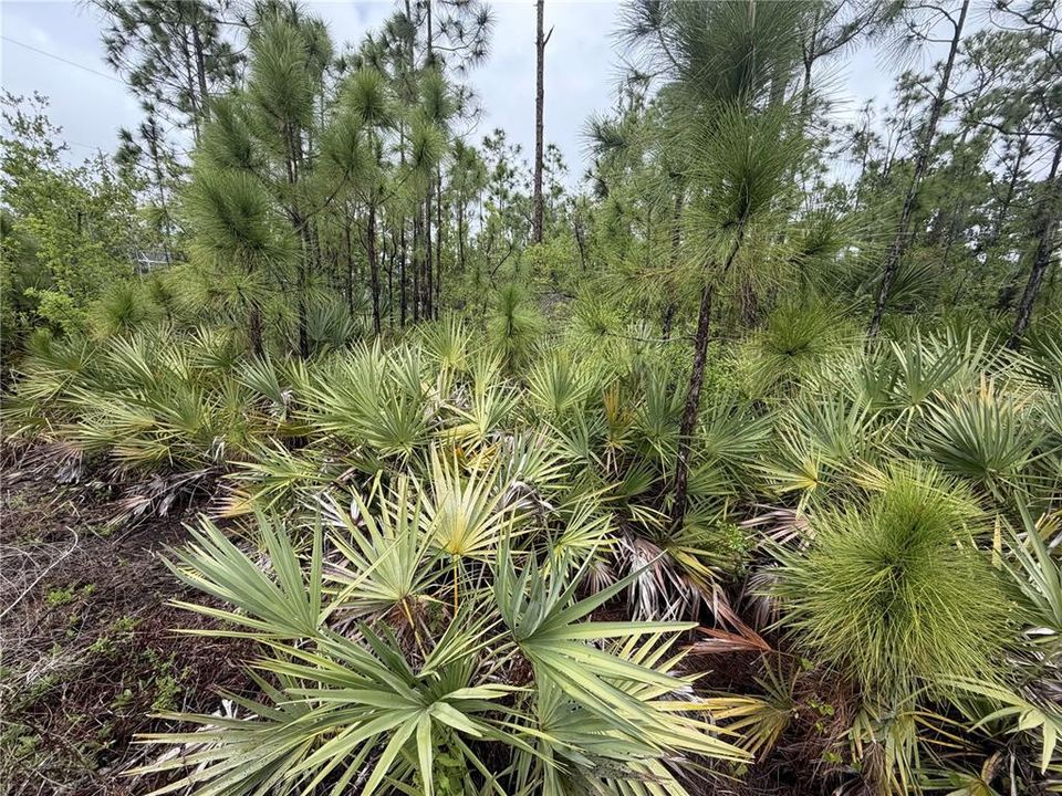 For Sale: $39,900 (0.46 acres)