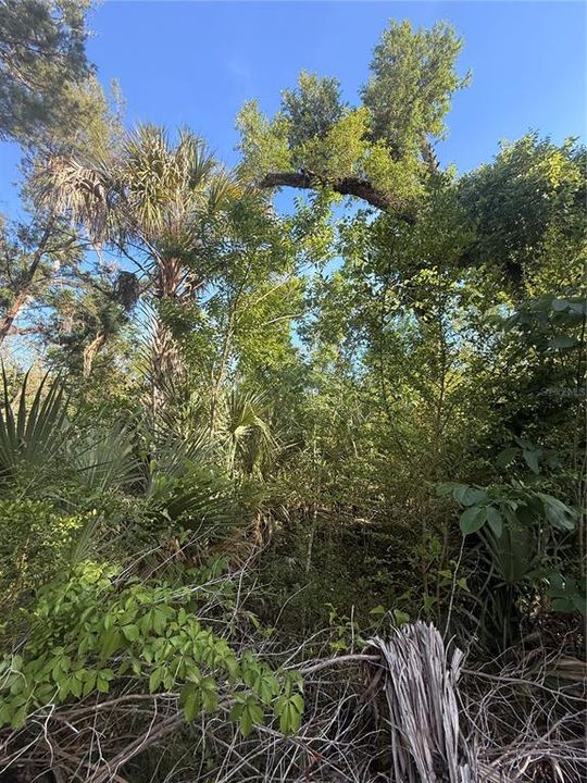 En Venta: $24,000 (1.13 acres)