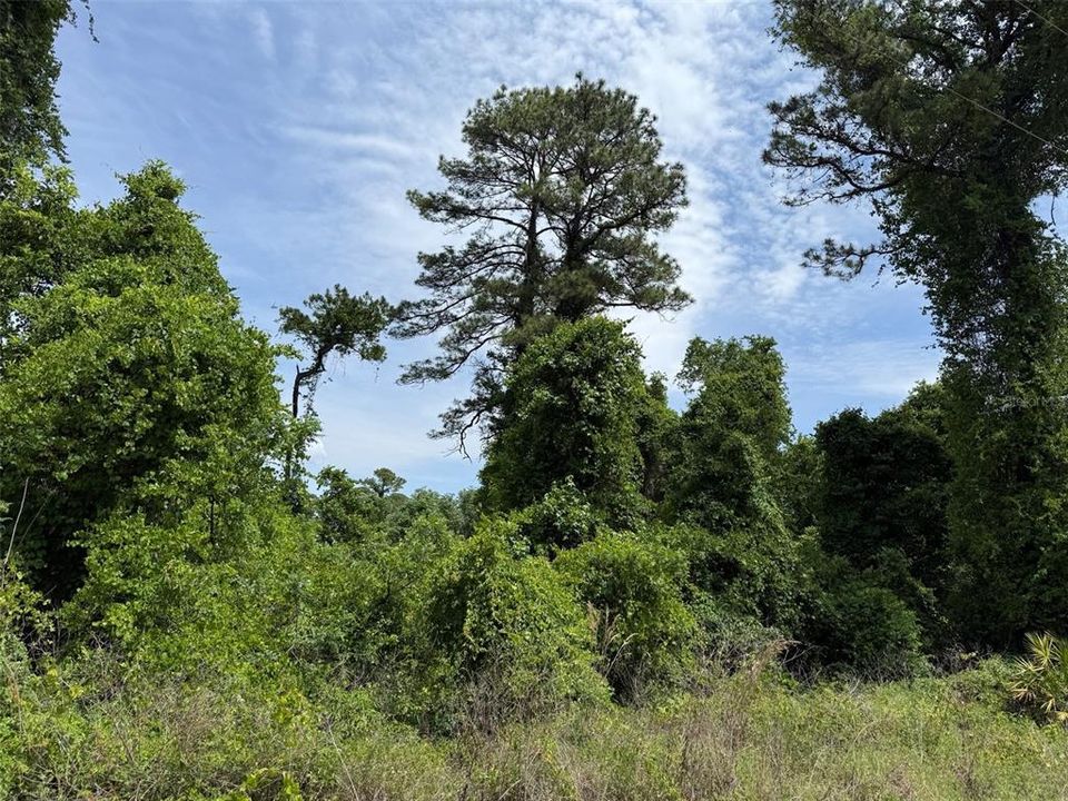 На продажу: $20,000 (1.03 acres)