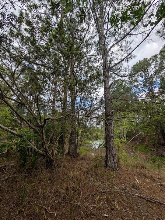待售: $500,000 (4.75 acres)