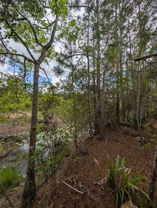 待售: $500,000 (4.75 acres)